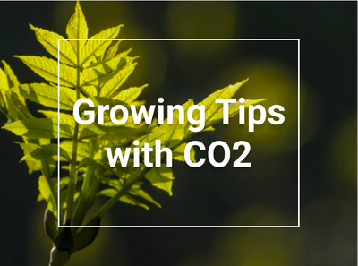 Growing Tips with CO2