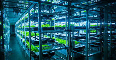 6 Different Types of Hydroponic Systems To Consider