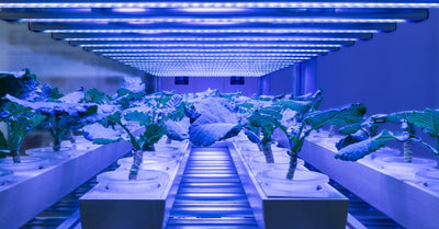 Why Ventilation Is So Important for Grow Tents