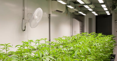 How To Control the Temperature in Your Grow Tent