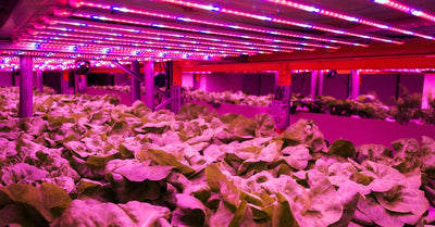A Guide to Spectrum Lighting for Maximum Plant Growth