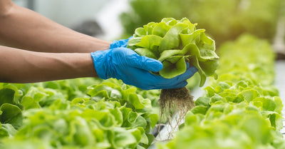 5 Indoor Hydroponic Gardening Mistakes To Avoid